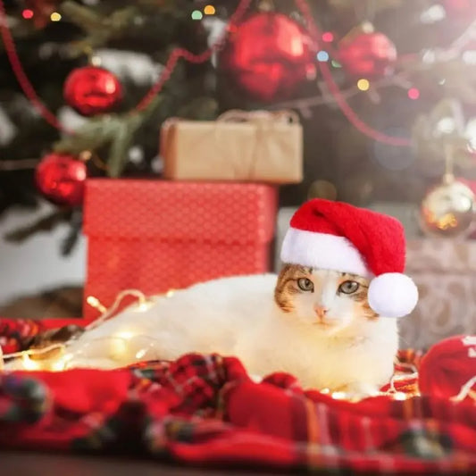 Festive Red Christmas Cat Hat